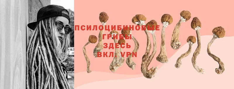 Галлюциногенные грибы Psilocybe  Волосово 